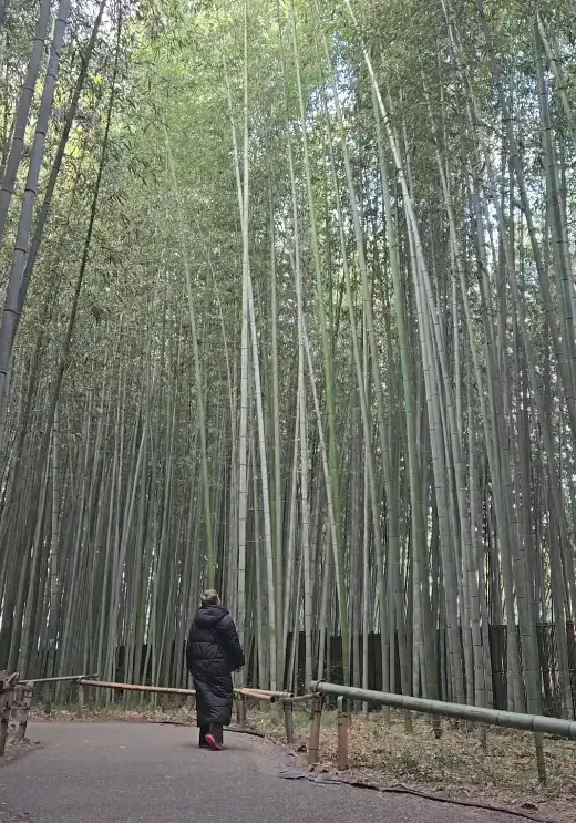 Bosque de Bambú de Arashiyama