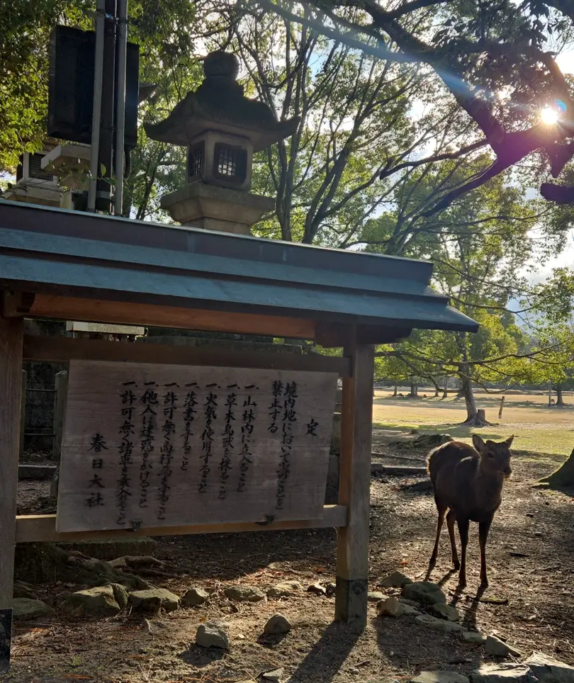 Ciervos en el Parque de Nara