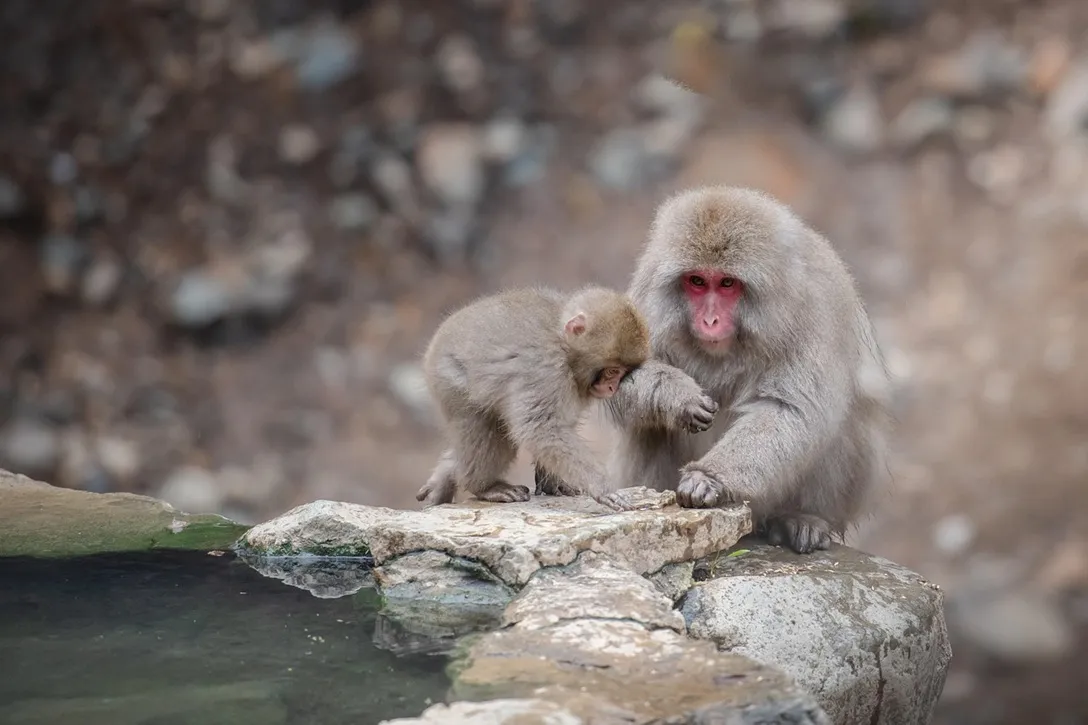 Monos de nieve en Jigokudani