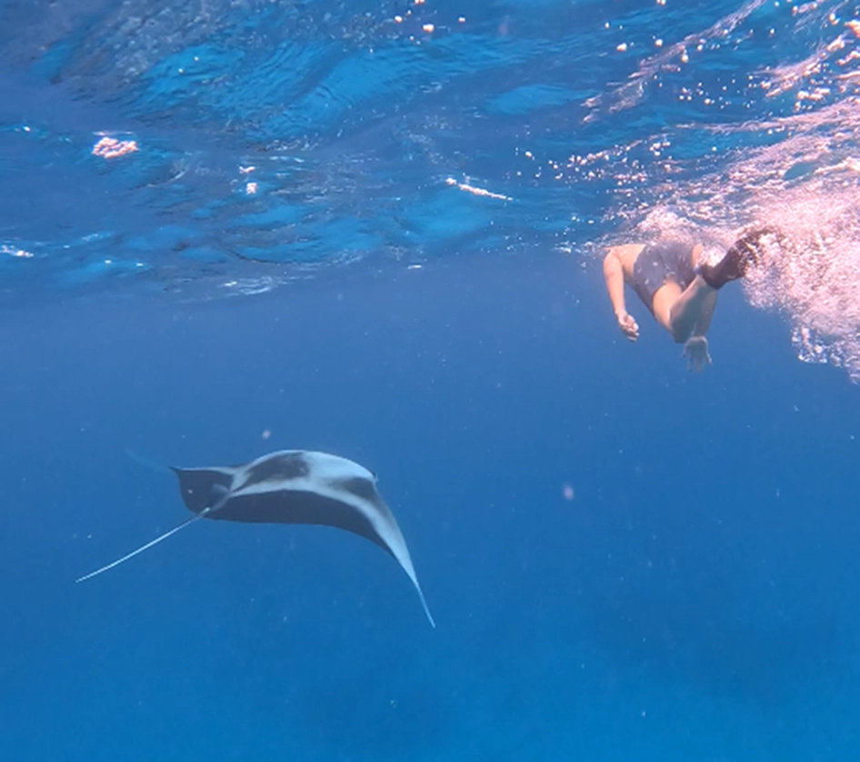 Snorkel con tiburones ballena y mantarrayas