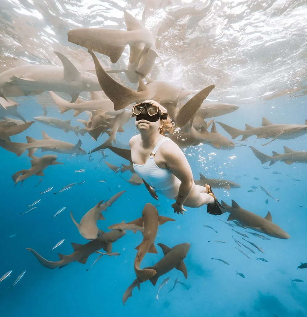 Snorkel con tiburones y barco hundido