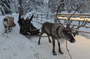 Imagen de Rovaniemi: 6 experiencias únicas